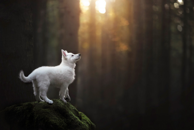 Обои картинки фото животные, собаки, собака