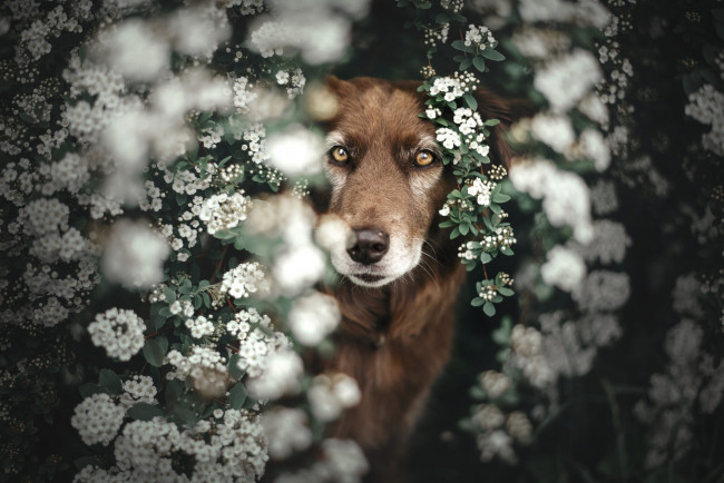 Обои картинки фото животные, собаки, собака