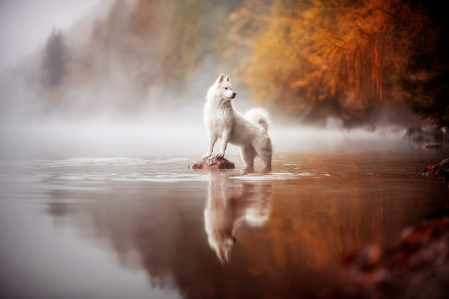 Обои картинки фото животные, собаки, собака