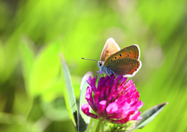 Обои картинки фото животные, бабочки,  мотыльки,  моли, цветок, макро