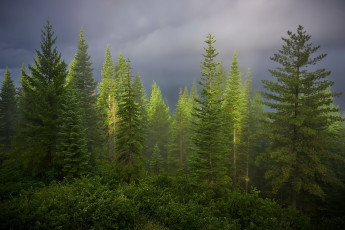 Картинка природа лес лето