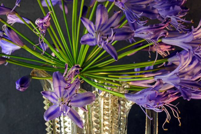 Обои картинки фото цветы, агапантус , африканская лилия, лиловый, агапантус