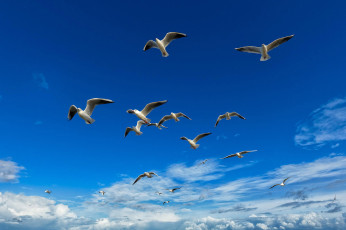 обоя животные, чайки,  бакланы,  крачки, птицы