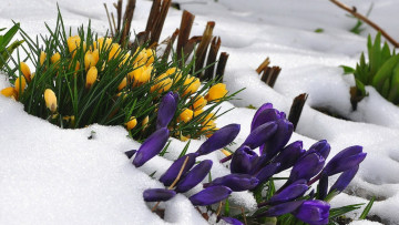 Картинка цветы крокусы весна