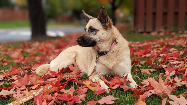 Обои картинки фото животные, собаки, осень