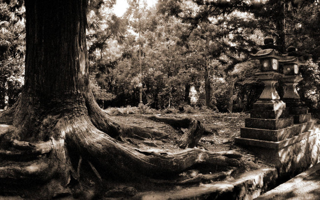 Обои картинки фото nara, forest, природа, лес