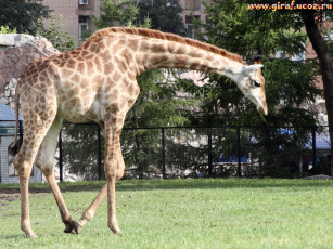 Картинка животные жирафы