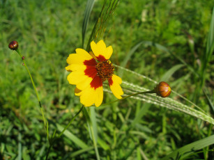 Картинка цветы гайлардии гелениумы