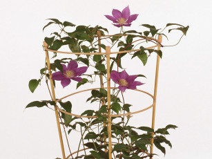 Картинка цветы клематис ломонос