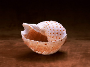 Картинка разное ракушки кораллы декоративные spa камни