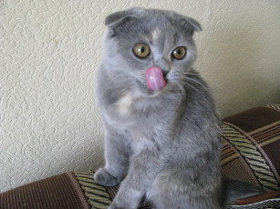 Картинка скарлет животные коты