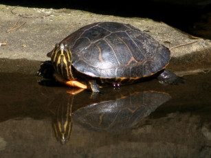 Картинка животные Черепахи