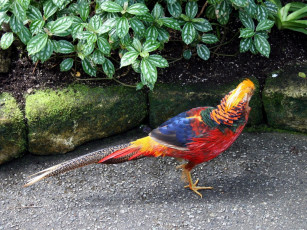 Картинка животные глухари тетерева фазаны