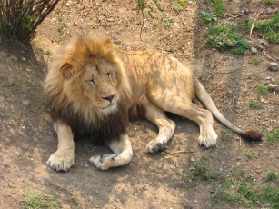 Картинка животные львы