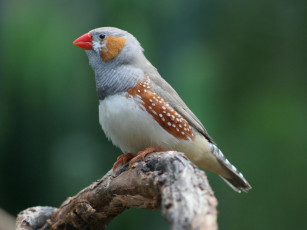 Картинка животные птицы