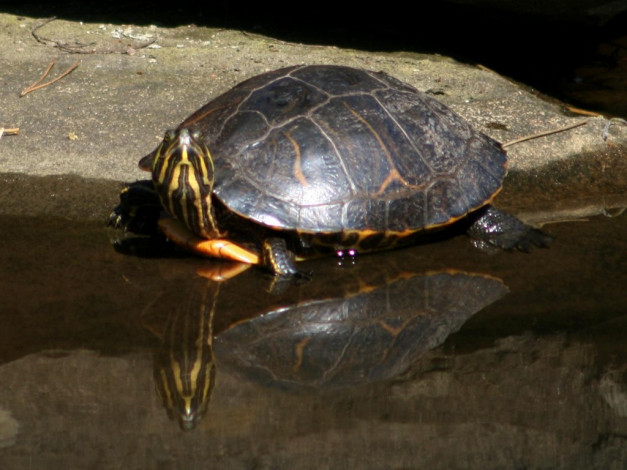 Обои картинки фото животные, Черепахи