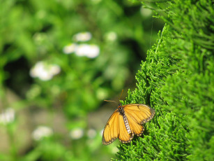 Картинка животные бабочки