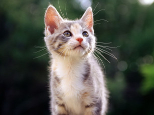 Картинка животные коты