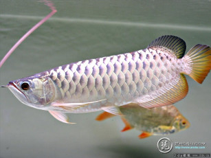 Картинка животные рыбы