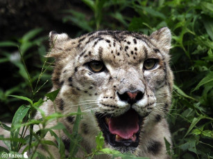 Картинка животные снежный барс ирбис