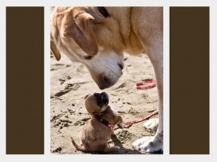 Картинка животные собаки