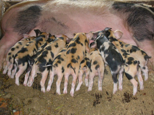 Картинка животные свиньи кабаны