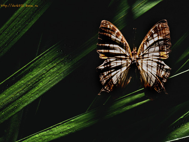Обои картинки фото животные, бабочки