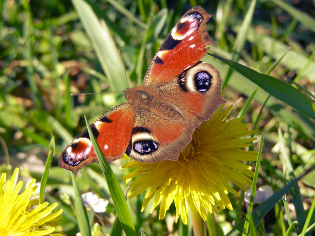 Обои картинки фото животные, бабочки
