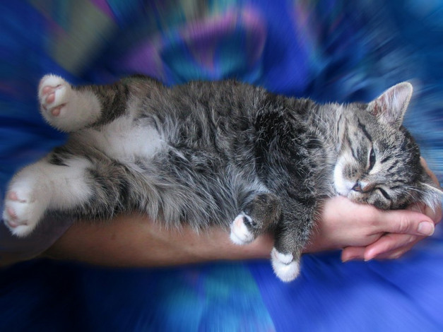 Обои картинки фото животные, коты