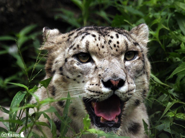 Обои картинки фото животные, снежный, барс, ирбис