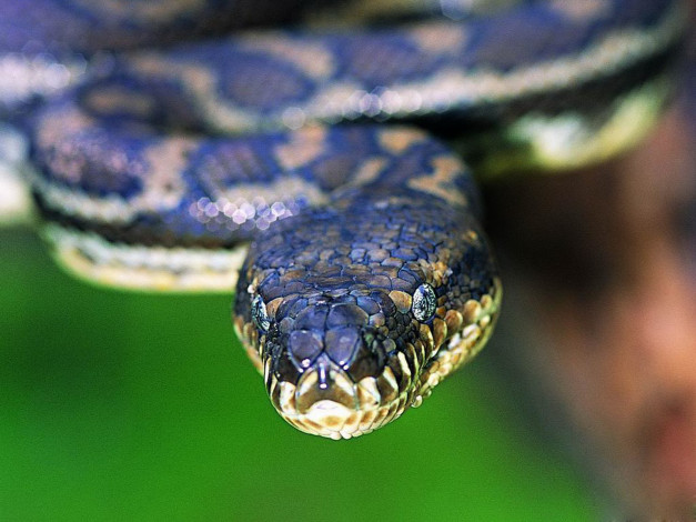 Обои картинки фото животные, змеи, питоны, кобры