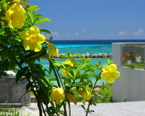 Картинка цветы алламанда