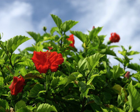 Картинка цветы гибискусы