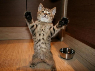 Картинка животные коты