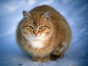 Картинка животные коты