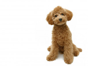 Картинка животные собаки