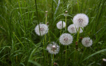 Картинка цветы одуванчики