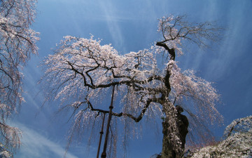 Картинка природа деревья