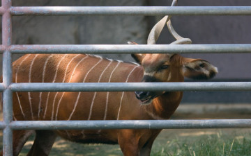 Картинка животные антилопы