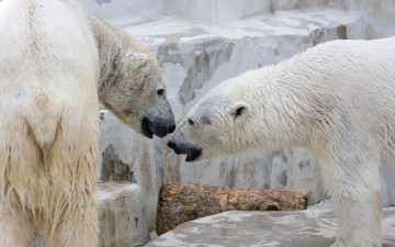 Картинка животные медведи
