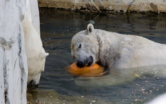 Обои картинки фото животные, медведи