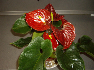 Картинка цветы антуриум цветок фламинго зеленый красный желтый