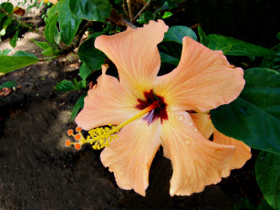 Картинка цветы гибискусы