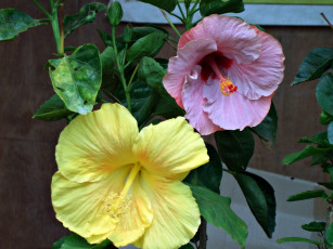 Картинка цветы гибискусы