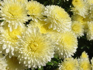 Картинка цветы хризантемы