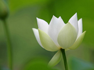 Картинка цветы лотосы