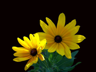 Картинка цветы рудбекия