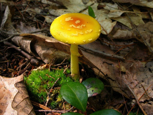 Картинка природа грибы мухомор