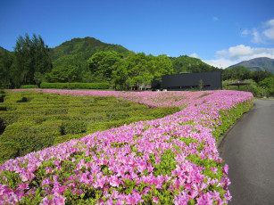 Картинка природа пейзажи цветы