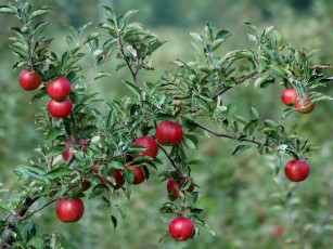 Картинка природа плоды ветка